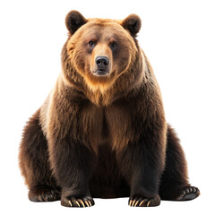 Majestic grizzly bear sitting front view isolated on transparent background