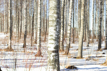 Birch forest in winter morning against blue sky background