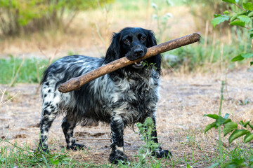A young dog of the Russian Spaniel breed with a big stick in his teeth. The Russian Spaniel is the...