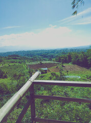 Fototapeta premium The beautiful natural scenery of the flower garden.