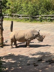Rhinoceros in an enclosure at the zoo in Osnabrück, Germany