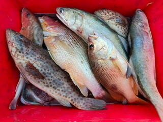 Fresh Catch of the Day