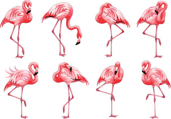Flamingo pose illustrations, elegant pink birds, tropical animal vector, graceful flamingo set, stylish wildlife clipart, exotic bird design, nature art