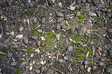Forest floor, forest litter, needles, pine cones, moss.
