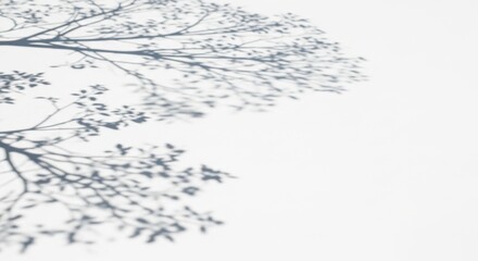 Delicate Tree Branch Shadow on White Wall, Minimalist Aesthetic, Natural Light
