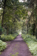 Forest road, summer walk in the forest.
