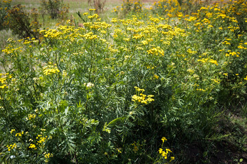 Yellow tansy flowers, an intensely flowering plant in full sun.
