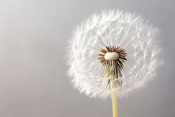 Obraz premium Close up macro shot of a delicate dandelion seed head against a soft gray background