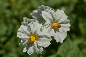 Potato flowers with yellow stamens, macro photography in the garden in summer. Close-up of a potato...