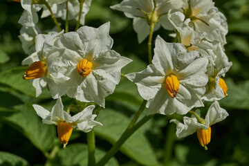 Potato flowers with yellow stamens, macro photography in the garden in summer. Close-up of a potato...