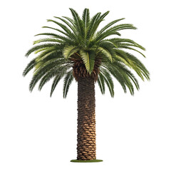 Tall palm tree with green fronds isolated on transparent background