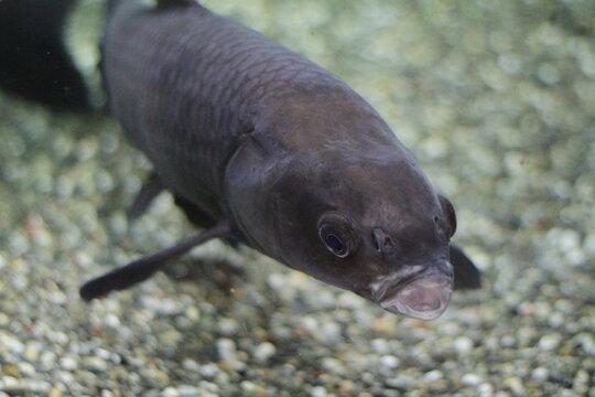 Dark blue fish with slightly open mouth, seen from above &ndash; expressive underwater portrait with empty space