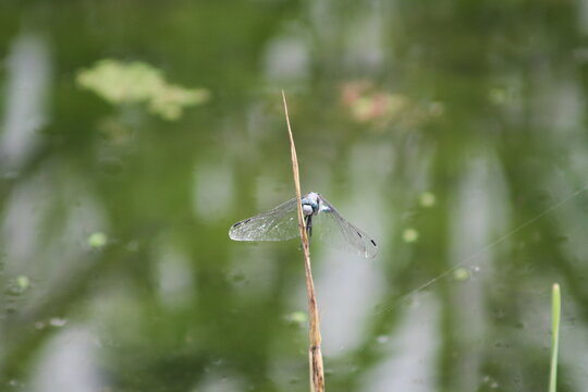 dragonfly, insect, blue, rear, wings, leaf, green, nature, summer, Japan, macro, closeup, perched, wildlife, tranquility, outdoor, wetland, seasonal, stillness, pond