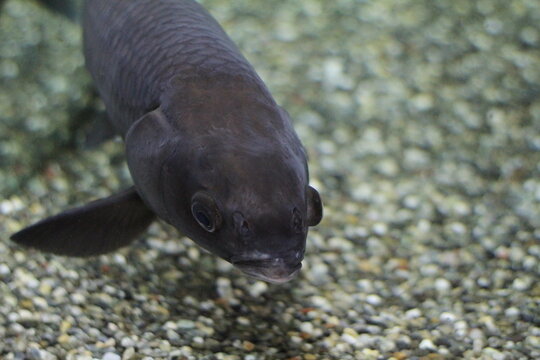 Dark blue fish seen from upper left angle &ndash; expressive face with empty space on the right