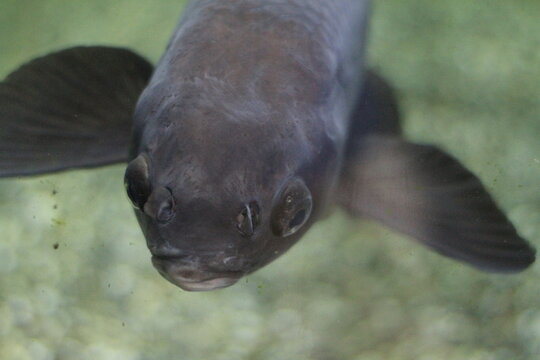 Front view of dark blue fish with fins spread &ndash; unusual and expressive underwater portrait