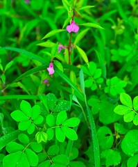 Bright green foliage and pink wildflowers captured in a lush natural environment after rainfall.