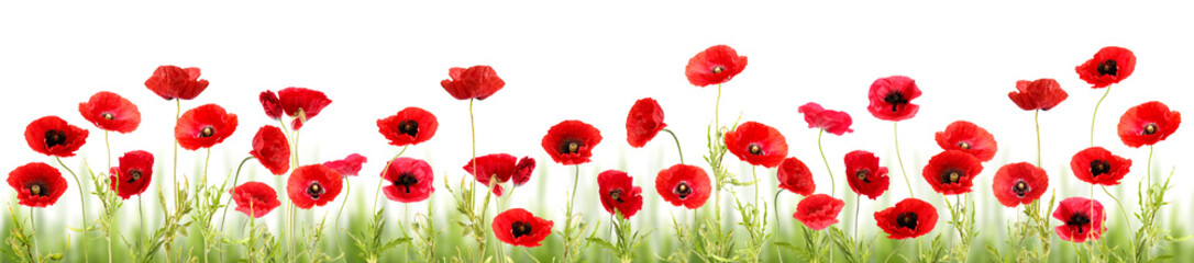 Obraz premium Red poppies on white background. Wild flowers