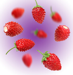 Fresh ripe wild strawberries in air against color gradient background