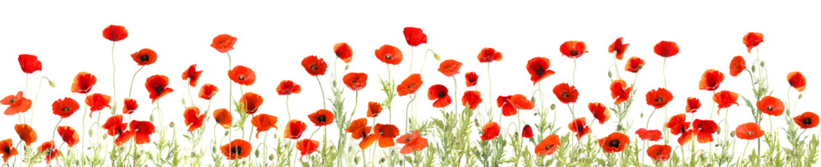 Fototapeta premium Red poppies on white background. Wild flowers