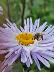 bee on pink flower