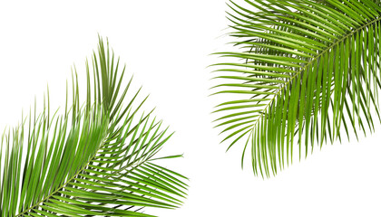 Fototapeta premium Bright green palm leaves on white background. Tropical plant