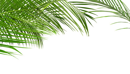 Obraz premium Bright green palm leaves on white background. Tropical plant