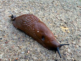 Close-up of a Spanish slug (Arion vulgaris) crawling on damp soil in Latvia. This invasive pest is spreading rapidly, damaging crops and native plants, and posing a growing environmental challenge 