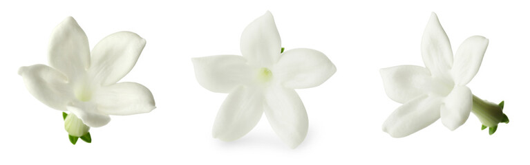 Small jasmine flowers isolated on white, set