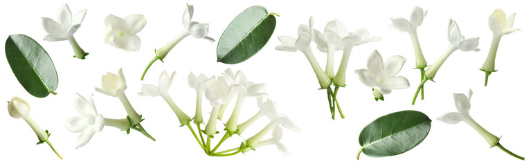 jasmine flowers and leaves isolated on white, set