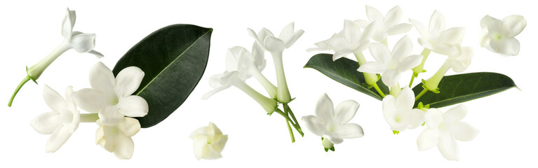 jasmine flowers and leaves isolated on white, set