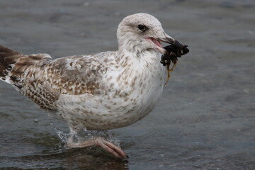 Silbermöwe