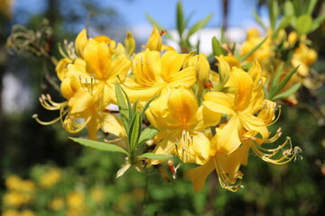 Gelbe Azalee