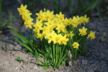 Narzissen