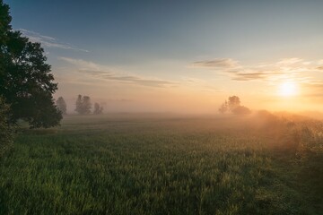 Serene Sunrise Over Misty Field