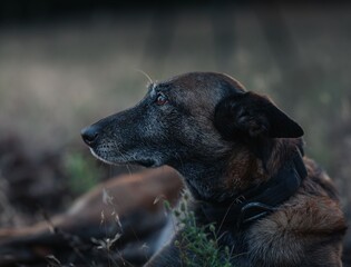 Close-up of an elderly brown dog.