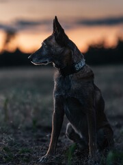 Dog in Field at Sunset
