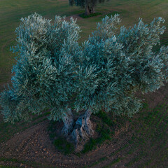 Olive groves (Olea europaea) in Mora de Toledo, La Mancha region, Castile-La Mancha, Spain, Europe