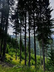 trees in the woods
