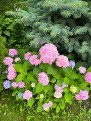 pink flowers in the garden