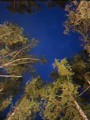 autumn in the forest