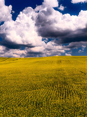 Fototapeta premium yellow field and blue sky