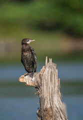 Little Cormorant.