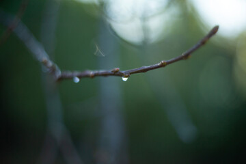 A Single Droplet Resting on a Branch in Natures Beautiful and Serene Environment