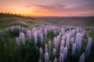 Obraz premium Lupine field under a vibrant sunset sky