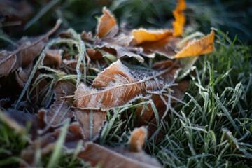 Frosty Leaves Resting Comfortably on Grass in the Beautiful, Enchanting Glow of Morning Light