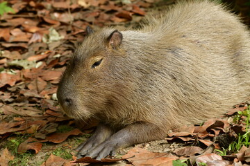 Capybara, U.K. South America rodent.
