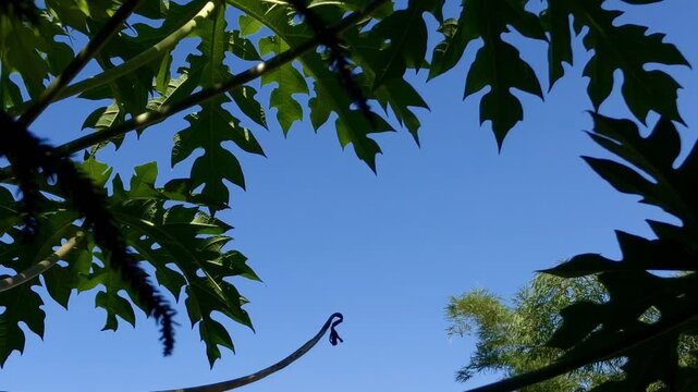 Footage of papaya (Carica papaya) leaves with a distinctive shape, photographed from a lower angle against a bright blue sky, partially framing the view with the silhouette of the leaves.