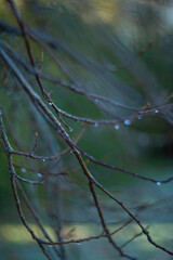 A Single Droplet Resting on a Branch in Natures Beautiful and Serene Environment