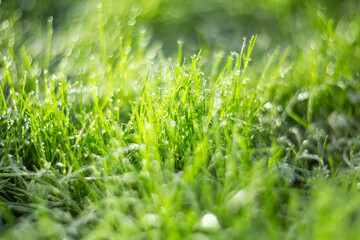 CloseUp Image of Lush Green Grass Sparkling Gleefully in Beautiful Natural Light Environment