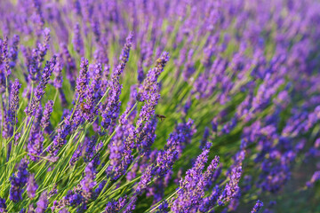 Close up, macro view of vibrant purple lavender flowers in soft evening sunlight. Golden light, delicate texture and fragrant essence of blooming plants in full summer. Natural background, lanscape